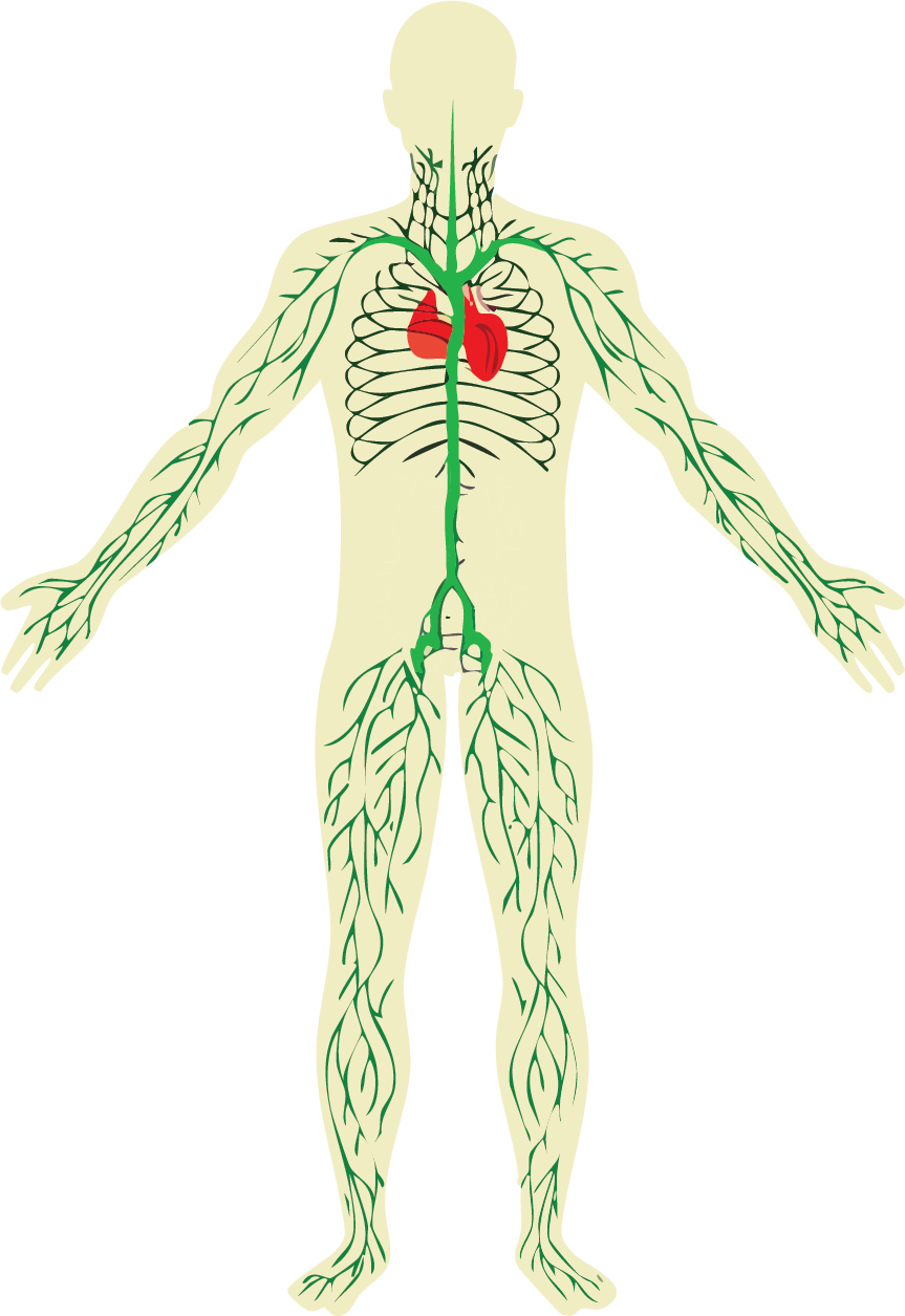Lymph Diagram